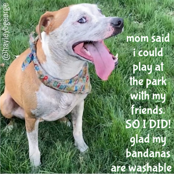Reggie in Bowties | Pet Bandana In Red - Picture 6 of 12